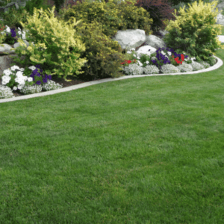 A lush green lawn with flowers and rocks in the background.