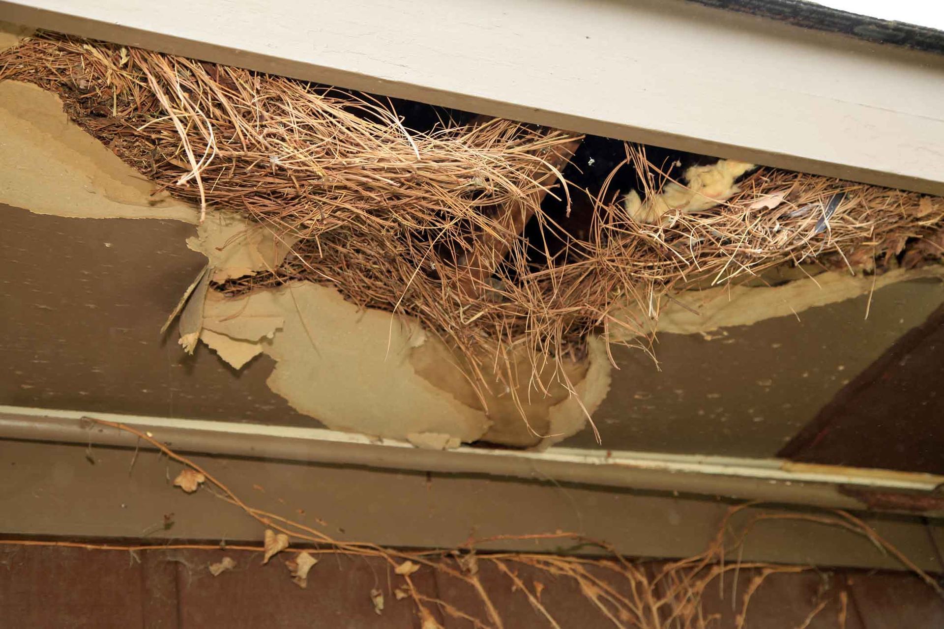 A bird nest is hanging from the ceiling of a building.