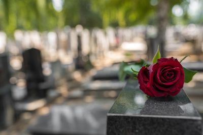 Red Rose Flower on a Grave — Chicago, IL — Chase and Werner, Ltd.