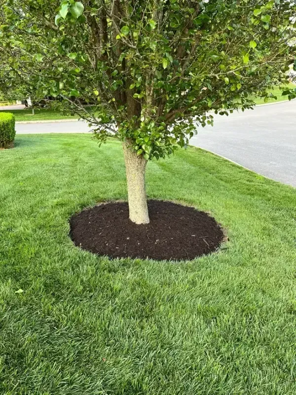 A tree is sitting in the middle of a lush green lawn.