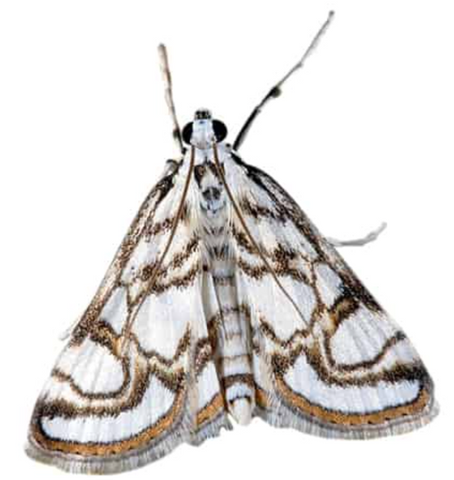 Papillon blanc aux ailes à motifs bruns, antennes déployées.