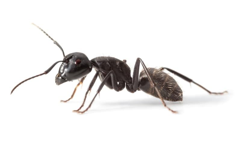Fourmi noire à la tête brillante et au corps segmenté sur fond blanc.