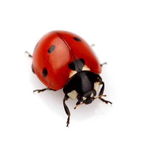 Coccinelle rouge à points noirs et à tête noire sur fond blanc.