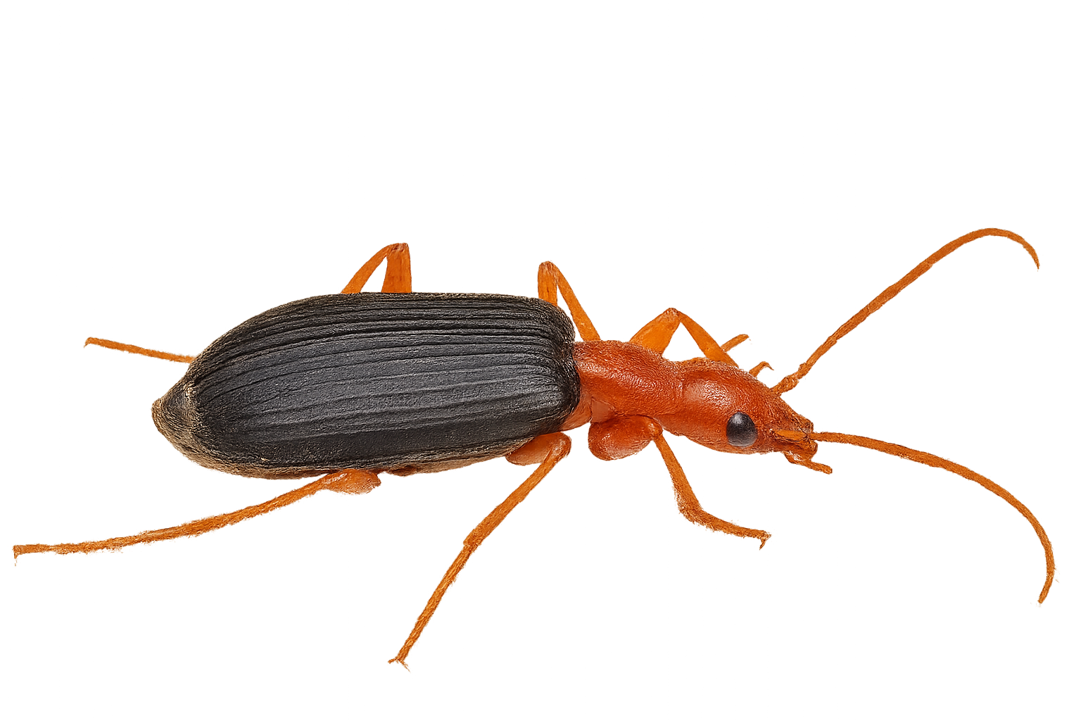 Coléoptère à corps noir, tête et pattes orange, sur fond blanc.