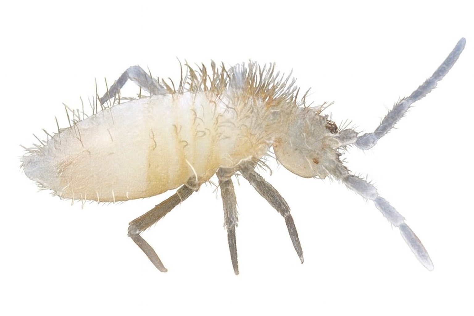 Un petit collembole translucide aux antennes et aux pattes plumeuses, sur fond blanc.