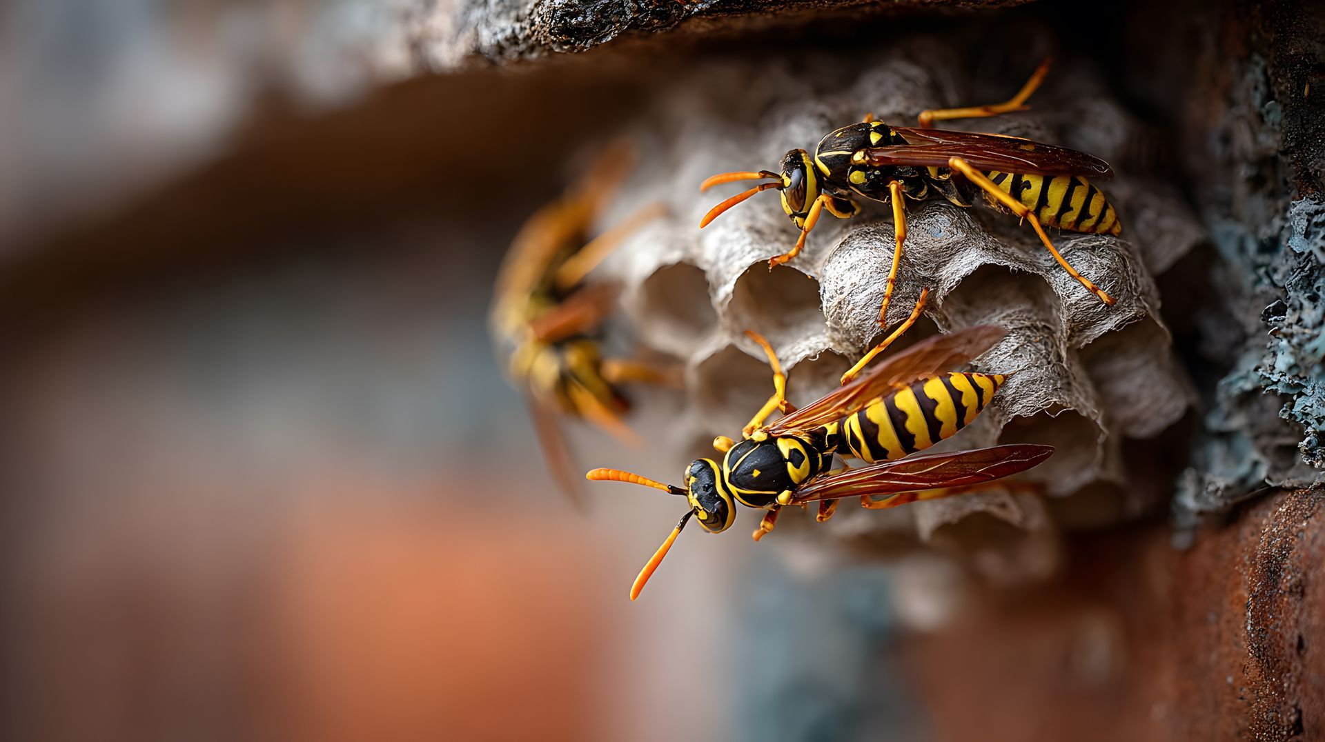 Guêpes jaunes et noires sur un nid en nid d'abeilles fixé à un mur de briques.