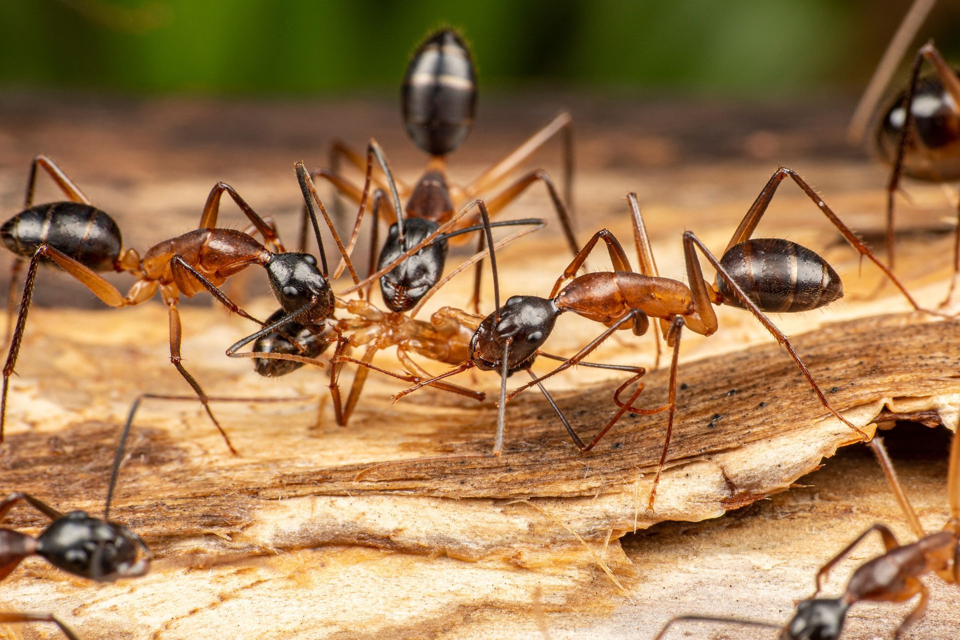 Des fourmis regroupées sur du bois, certaines interagissant. Principalement des fourmis noires et brunes.