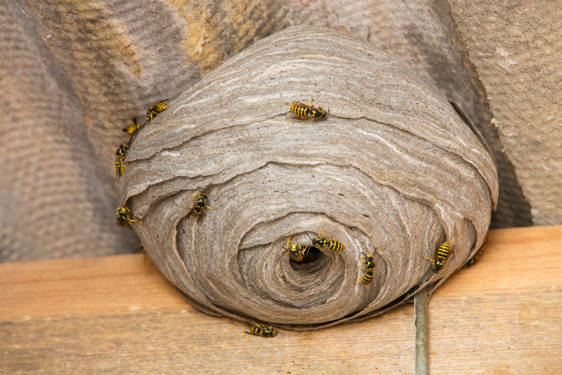 Nid de guêpes fixé à une poutre en bois. Structure grise et papyracée sur laquelle rampent plusieurs guêpes.
