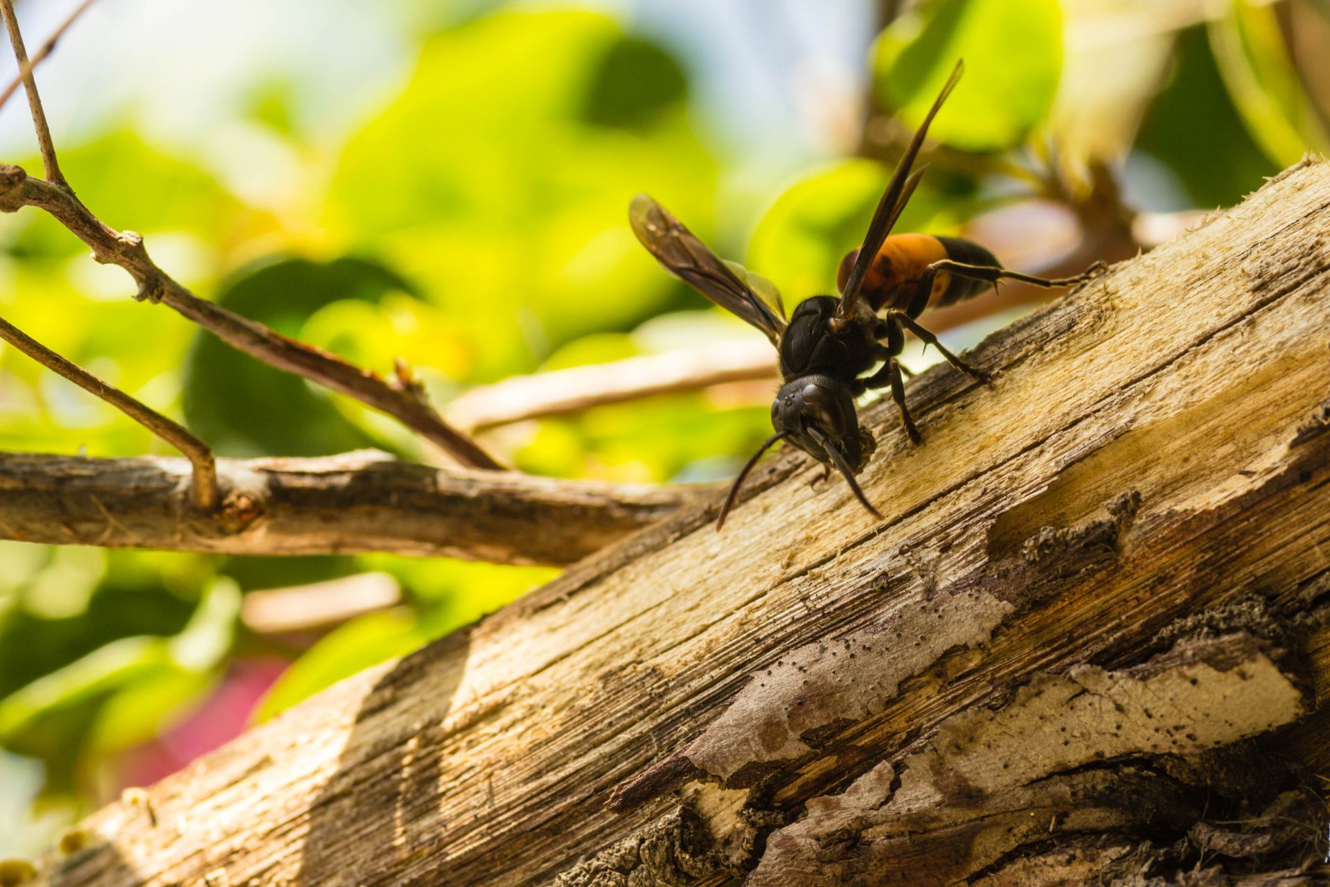 Guêpe noire et orange sur une branche de bois usée, ailes déployées, en extérieur.