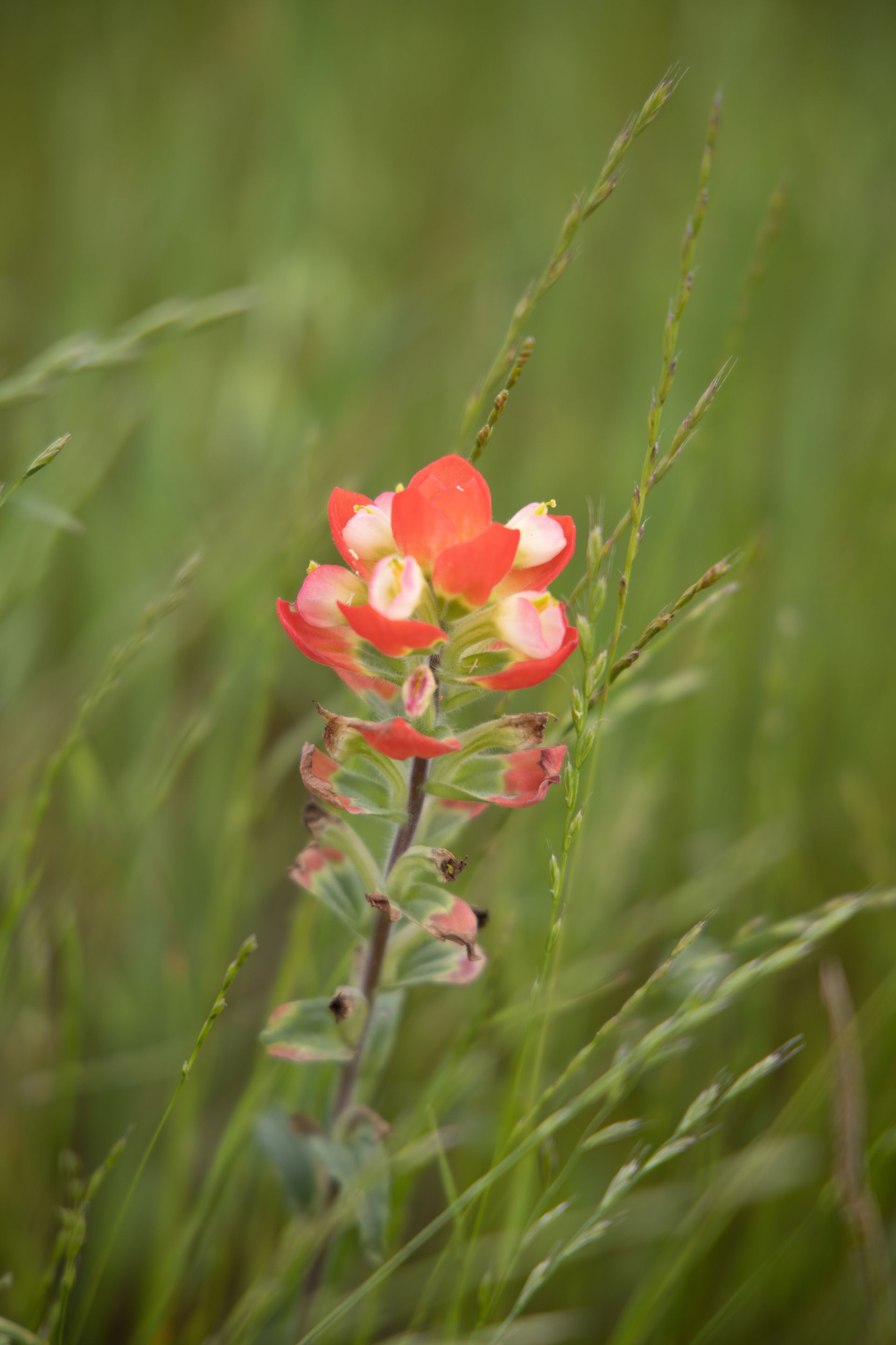 Red and white wildflower in a green field, with blurred background.