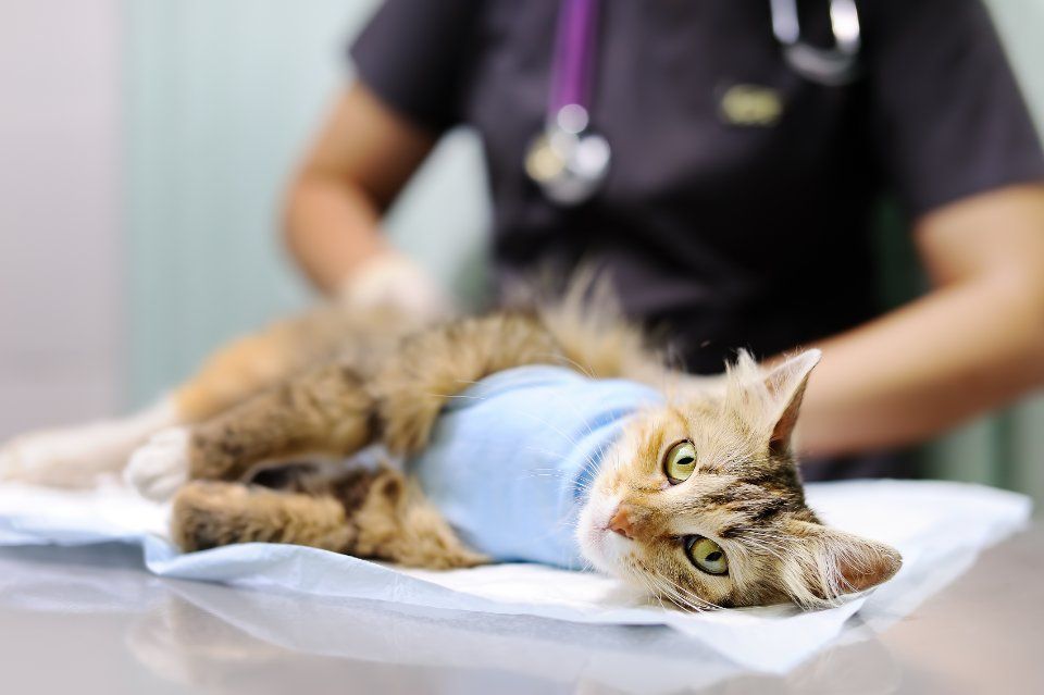 Gatto durante una visita veterinaria