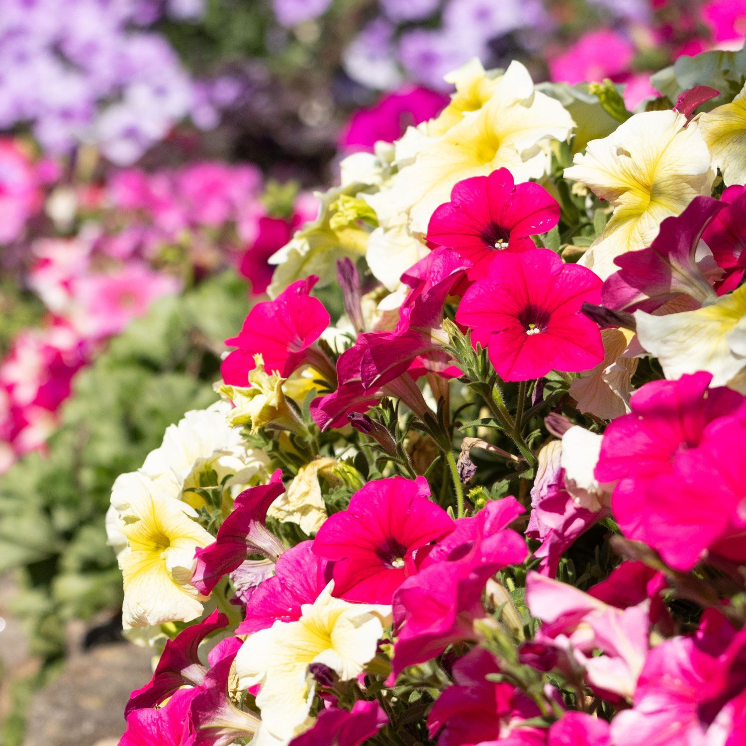 A bunch of pink and yellow flowers in a garden