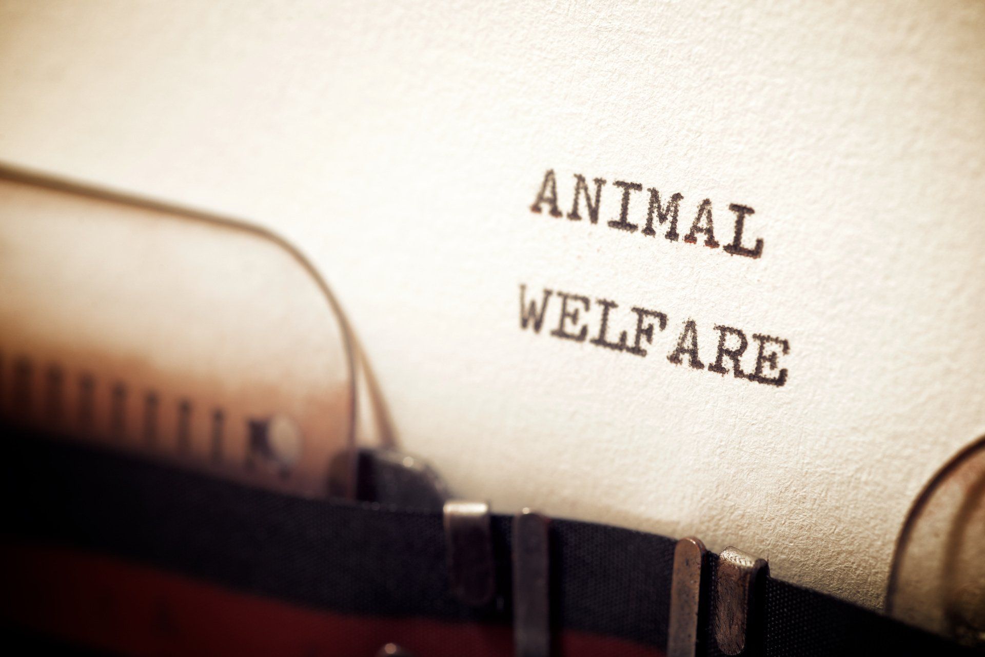 Getypte letters op wit papier: Animal Welfare