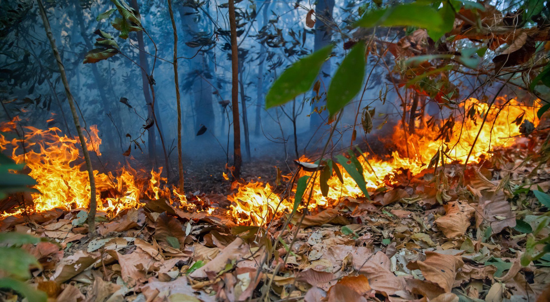 Verwoestend, door mensen aangestoken brand in het Amzone regenwoud.