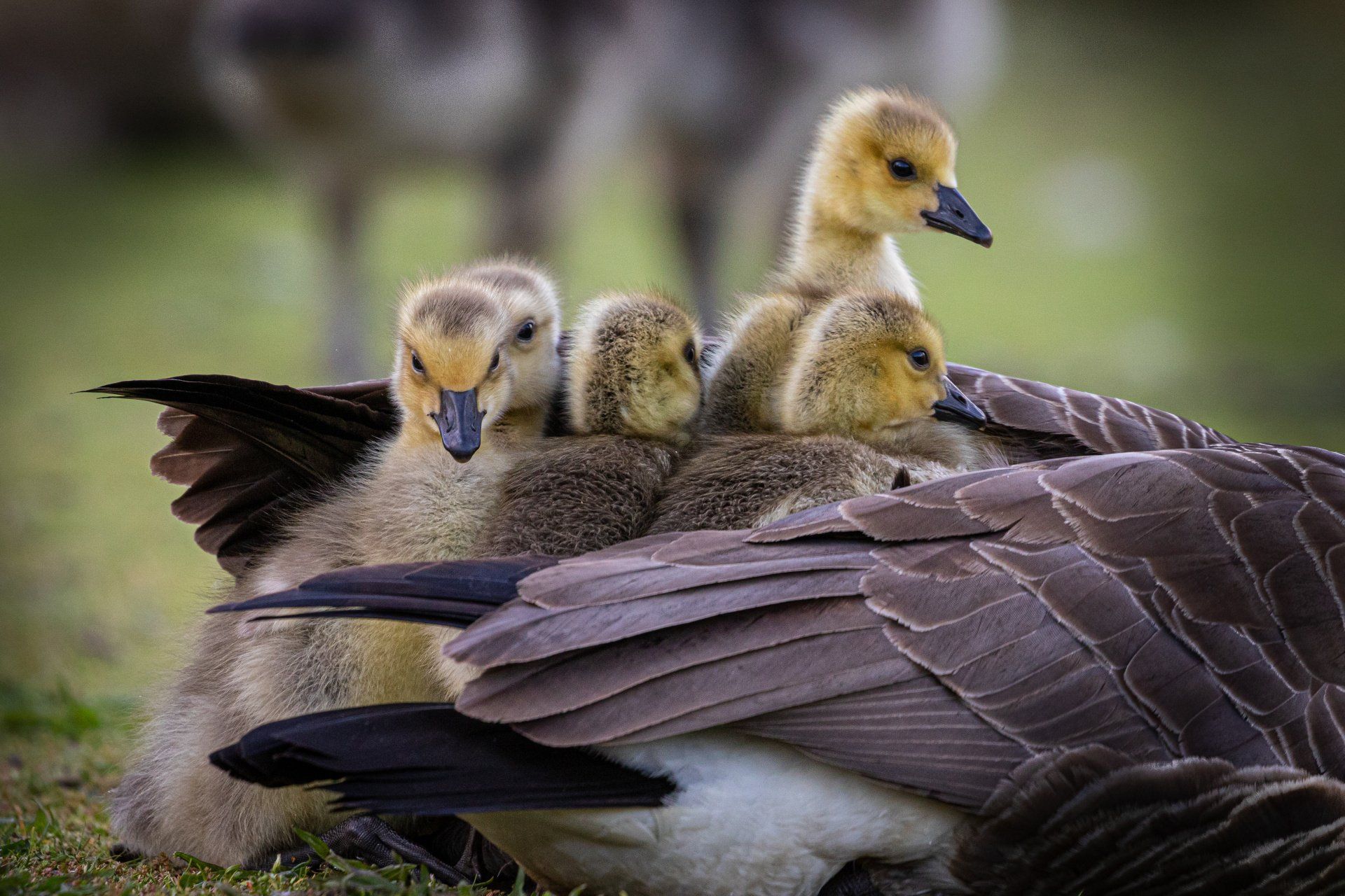 Ganzenjongen tussen de veren van een gans. Toen ik besefte dan dieren een dierentaal hebben, ging ik anders naar hen kijken.