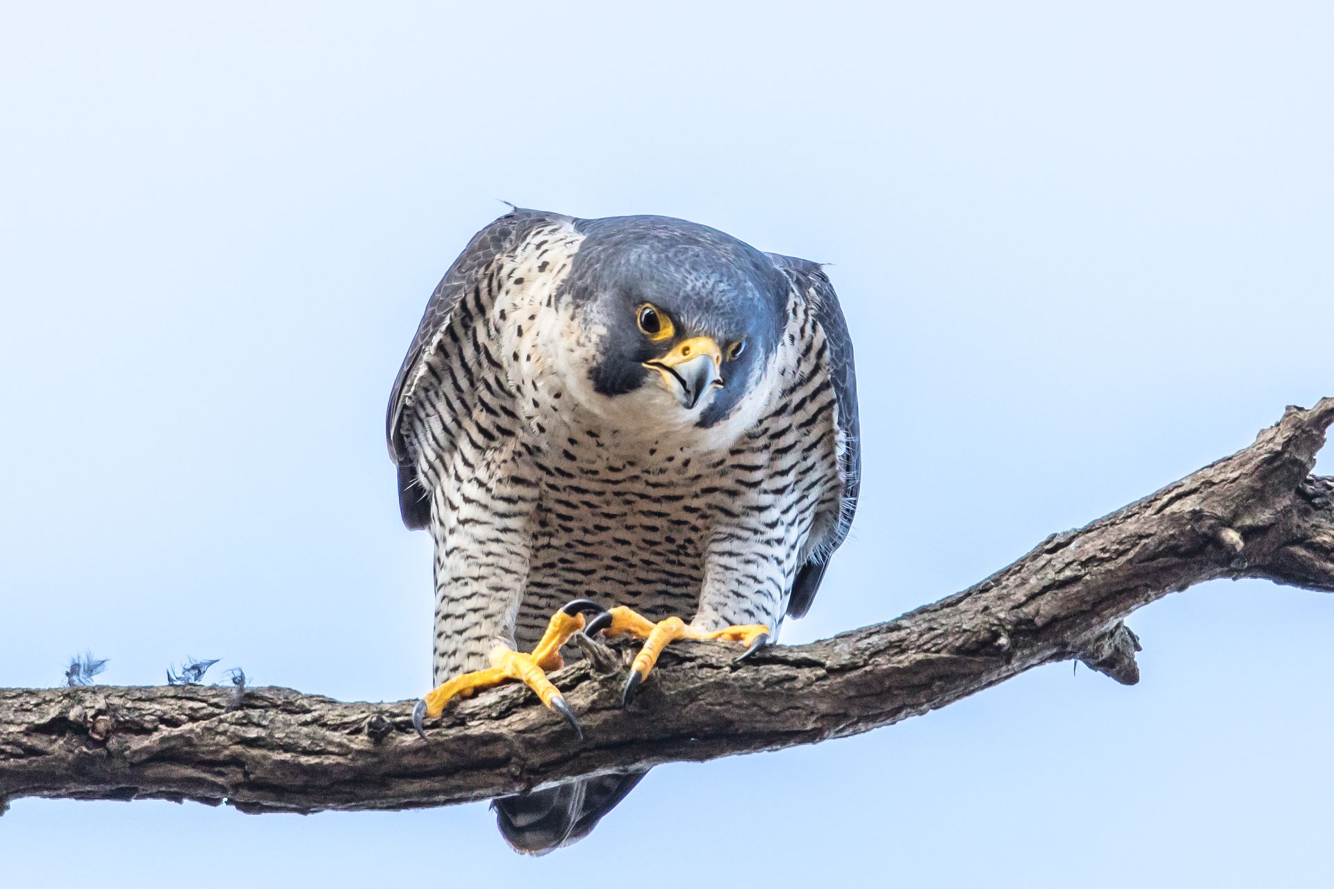 Havik (Accipiter gentilis), loerend op een tak