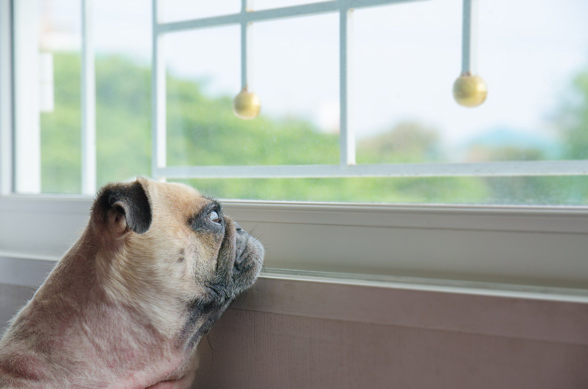 Jonge hond denkt aan ontsnappen