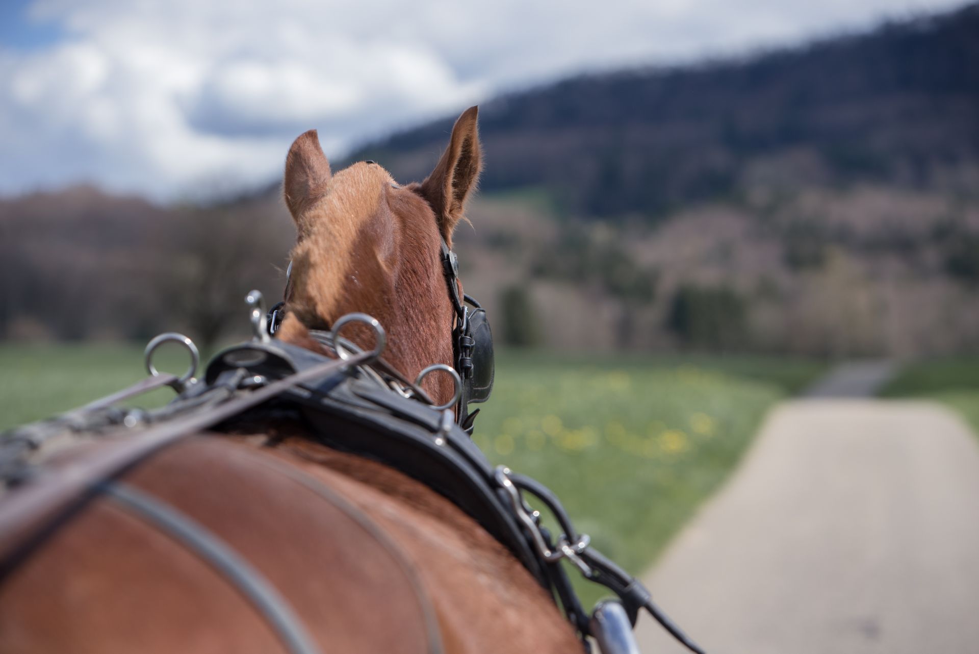 Een paard trekt een wagen. Moeten we hem betalen voor zijn werk?