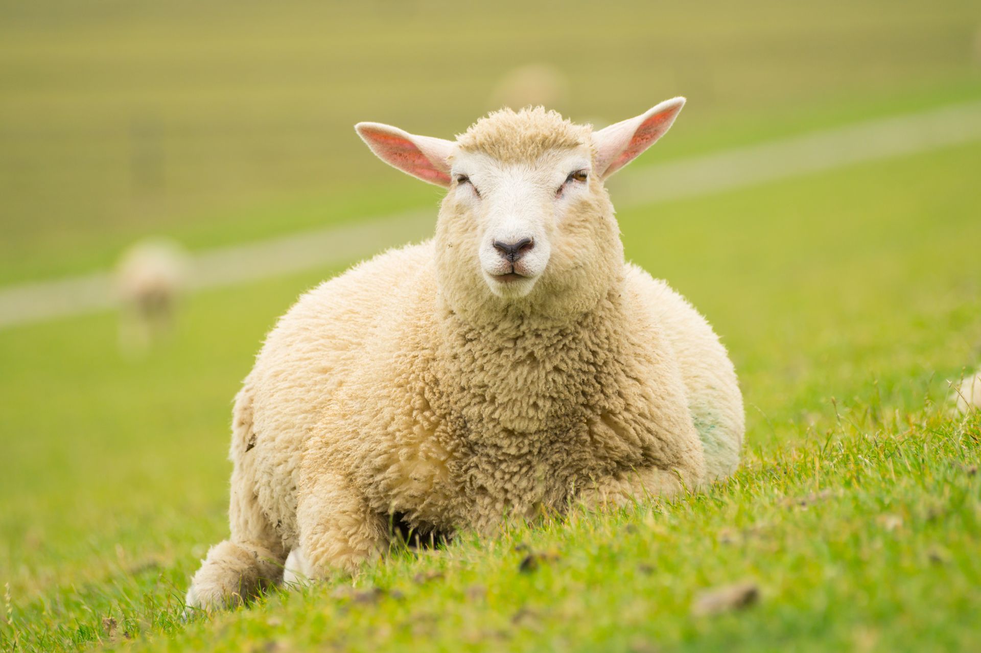 Een schaap, zittend op een dijk