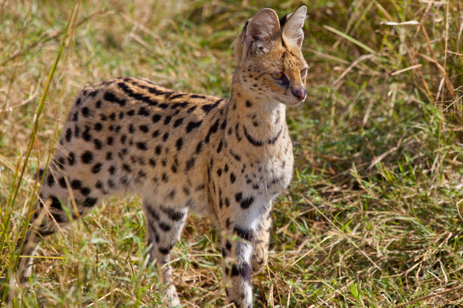 Serval, niet geschikt als huisdier.