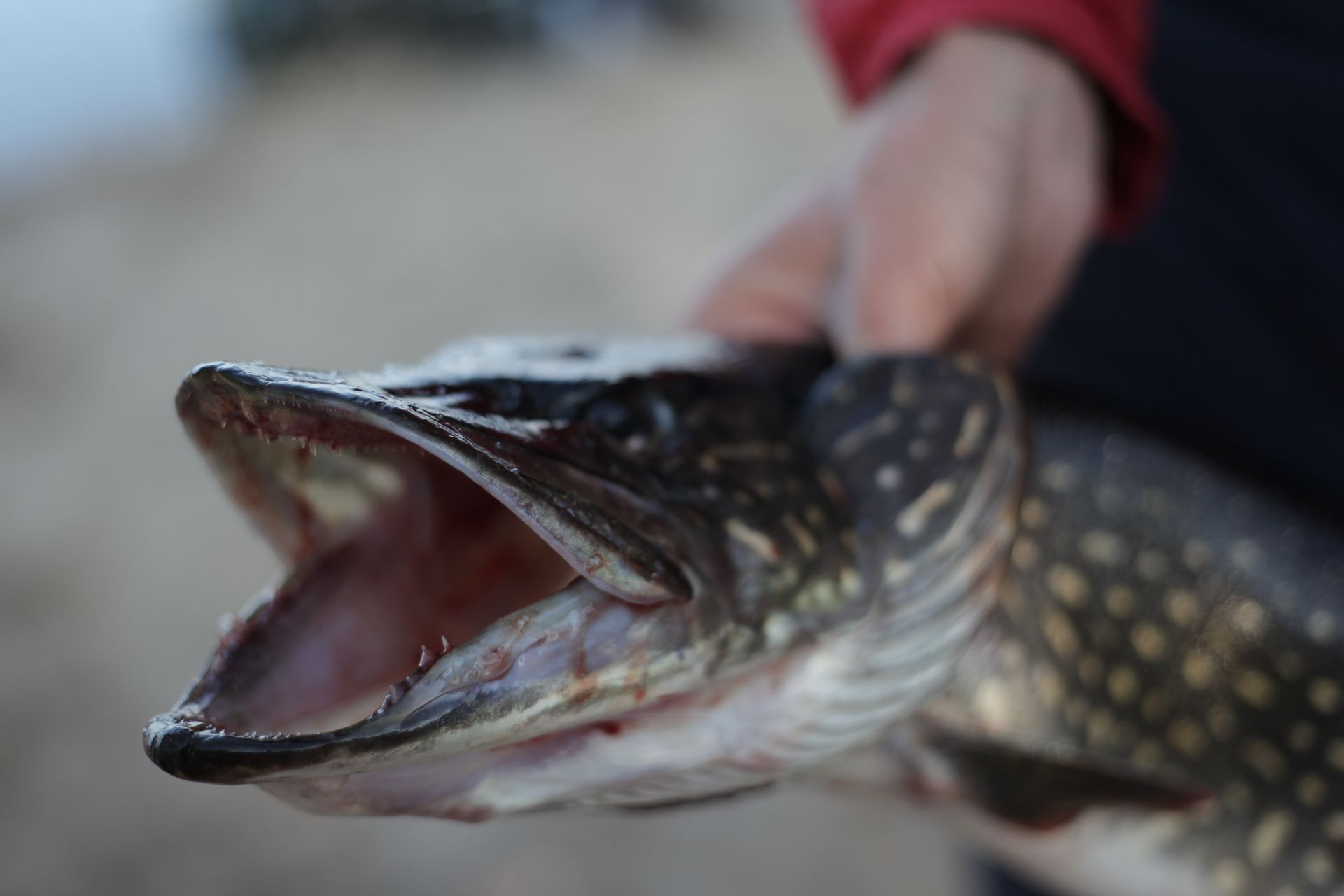 Gevangen snoek met opengesperde bek