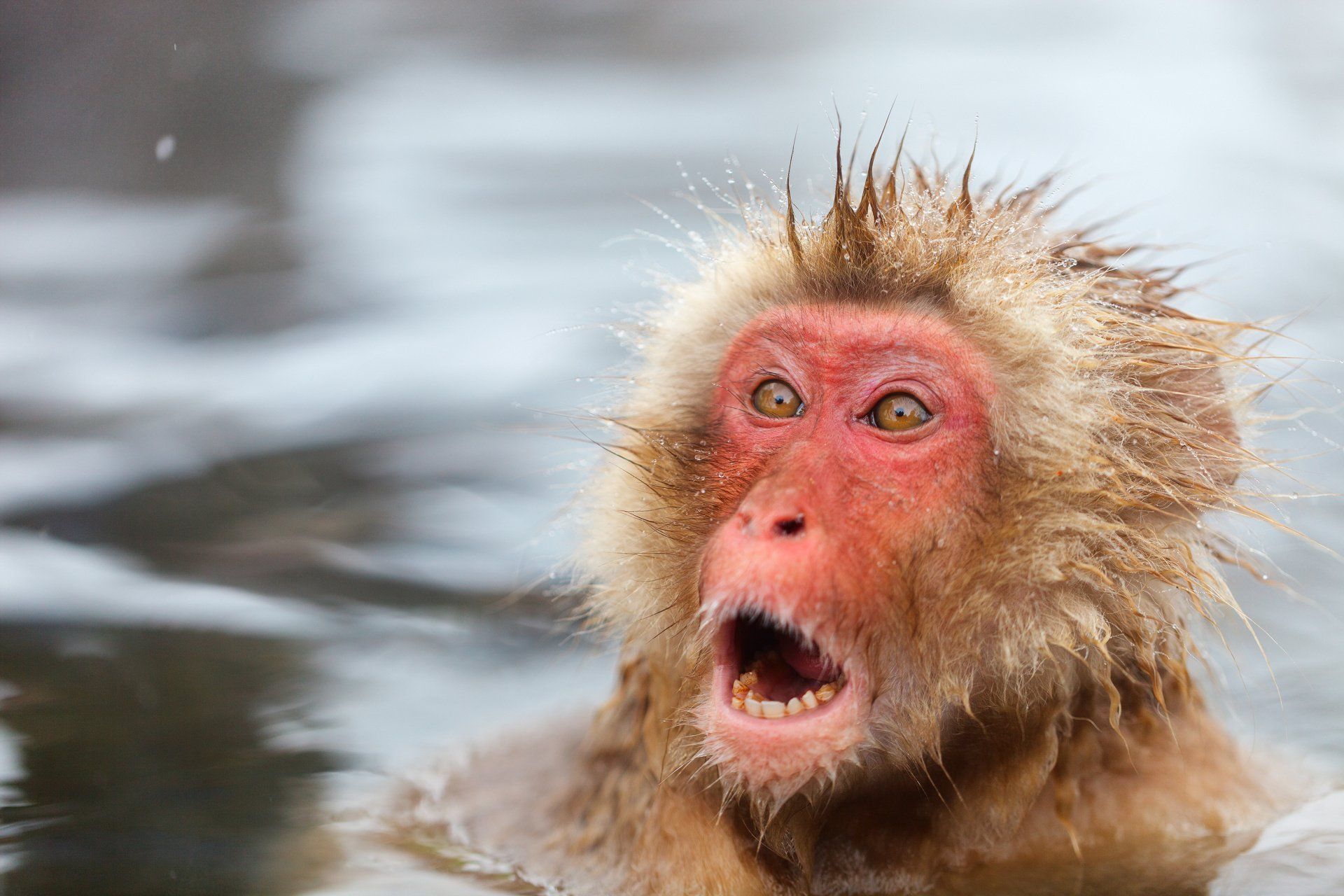 Een makaak (snow monkey) kijkt verschrikt op.