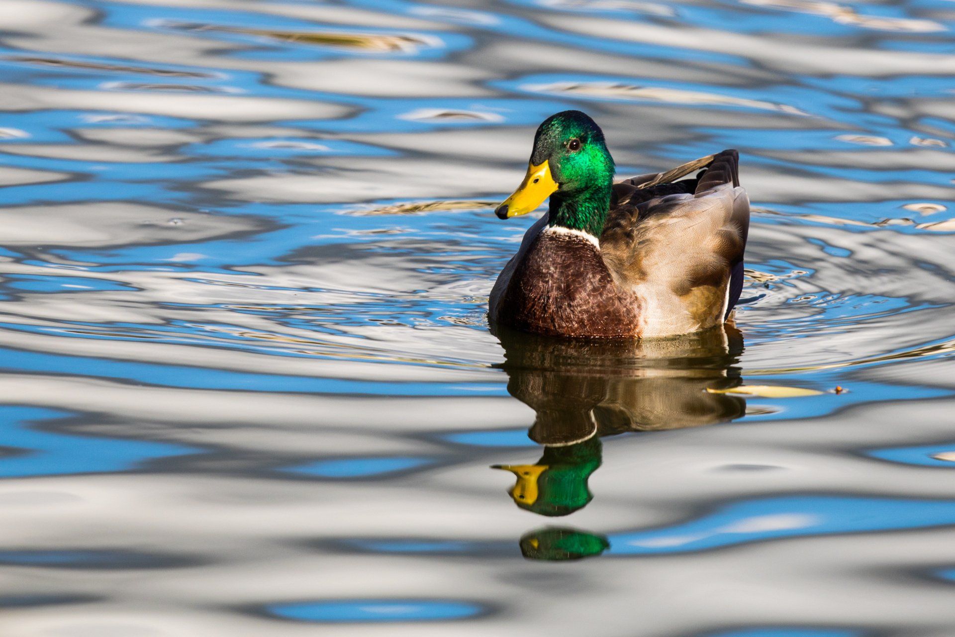 Een wilde eend op het water, één van de 'wildsoorten' die je in het jachtseizoen voor de lol mag doodschieten.