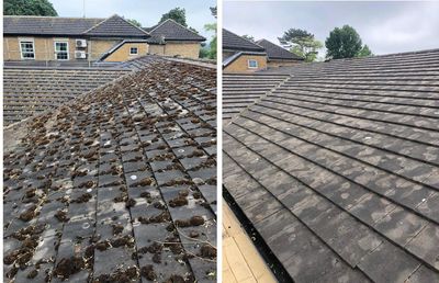 Comparison of a roof covered in moss (left) vs. a clean roof (right). Buildings in the background.