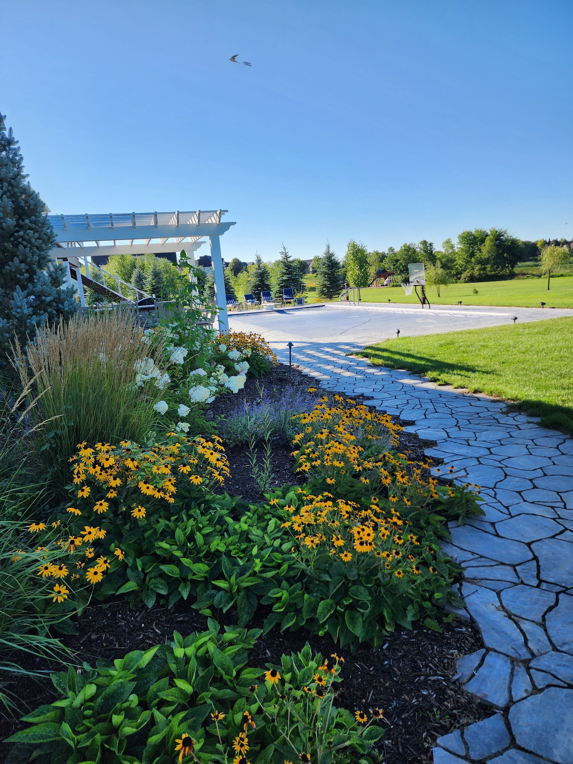 A sunny garden with yellow flowers and a stone path leading to a basketball court.
