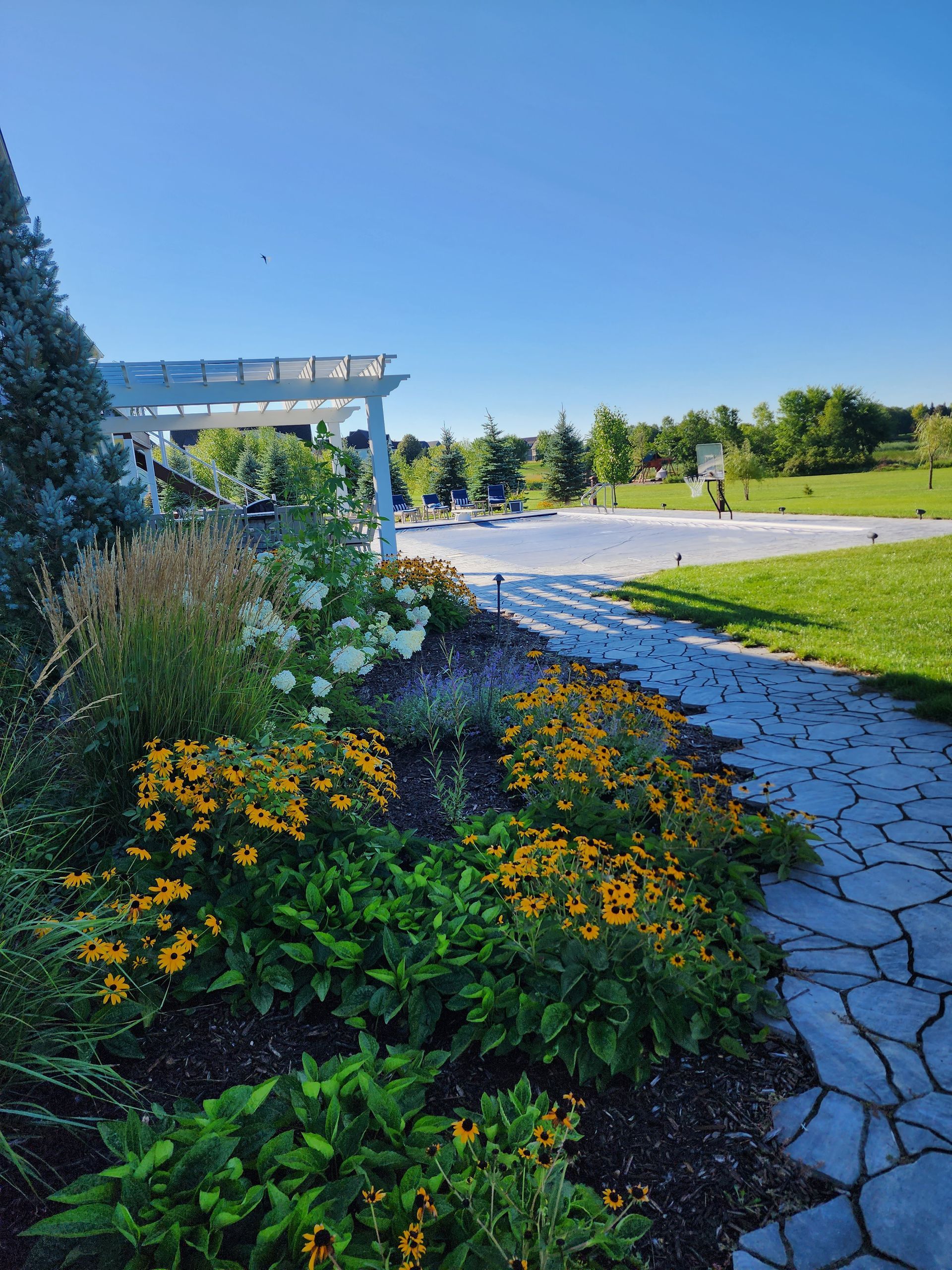 Garden bed with yellow flowers and a stone path leading towards a white pergola on a sunny day.