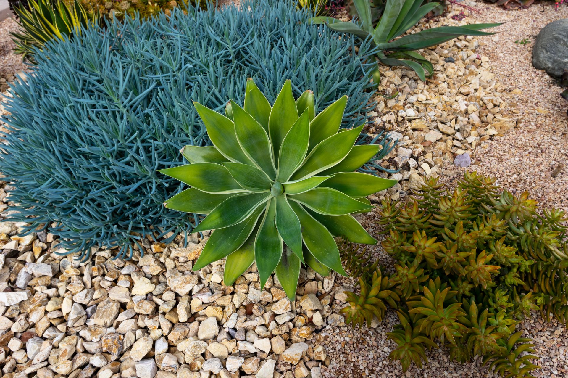Garden bed with blue, green, and yellow succulents surrounded by small gravel.
