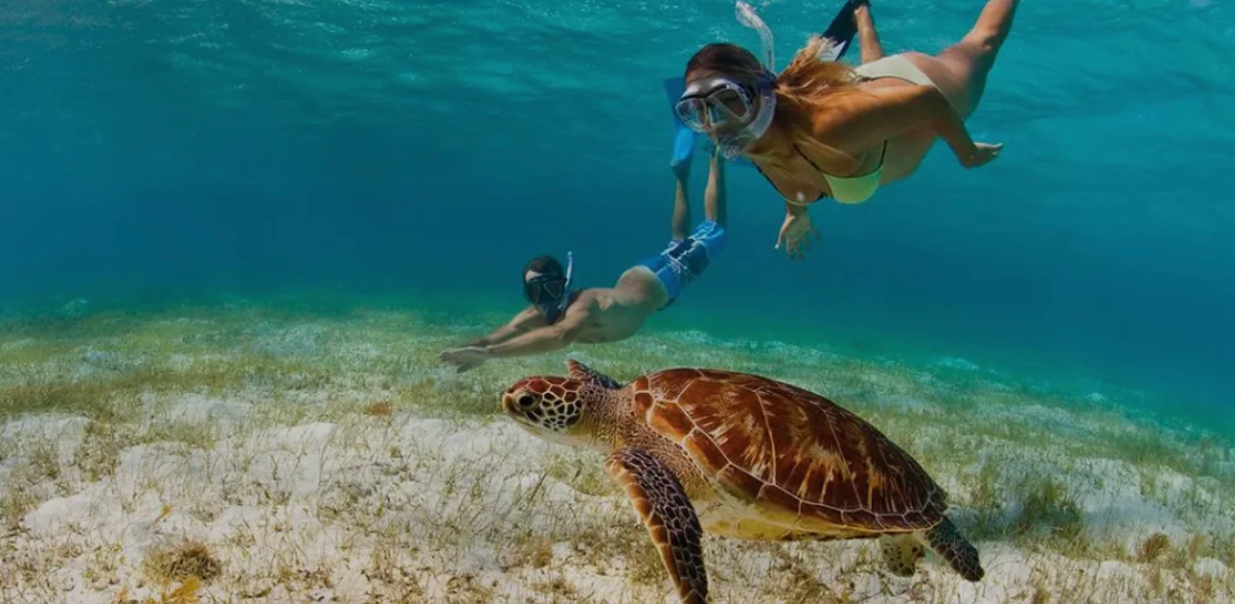 Couple in a snorkeling activity with tuba and gear adapted with a sea turtle 
