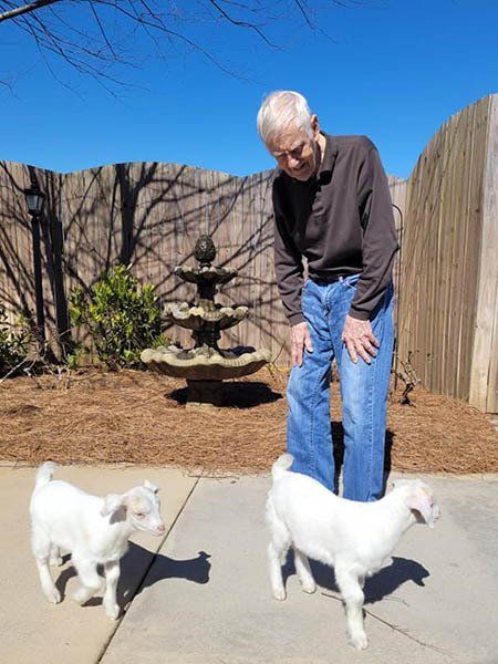 Man in brown shirt and jeans looking at two small white goats outside near a fountain and a wooden fence.
