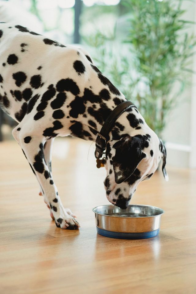 Washing clearance dog bowls