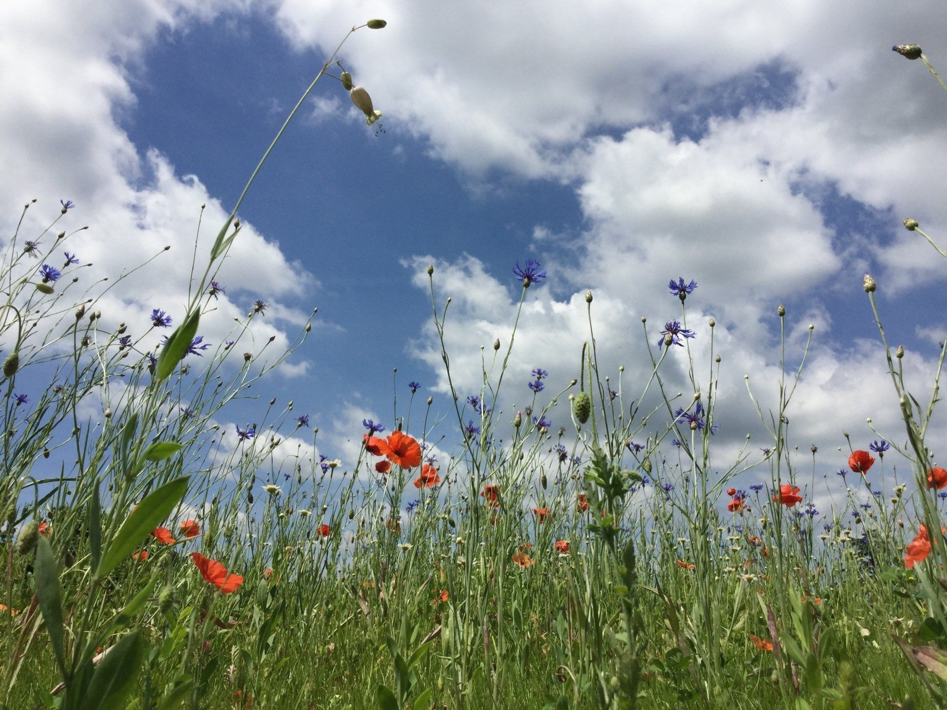 Flora und Fauna auf dem Casetta Fausano