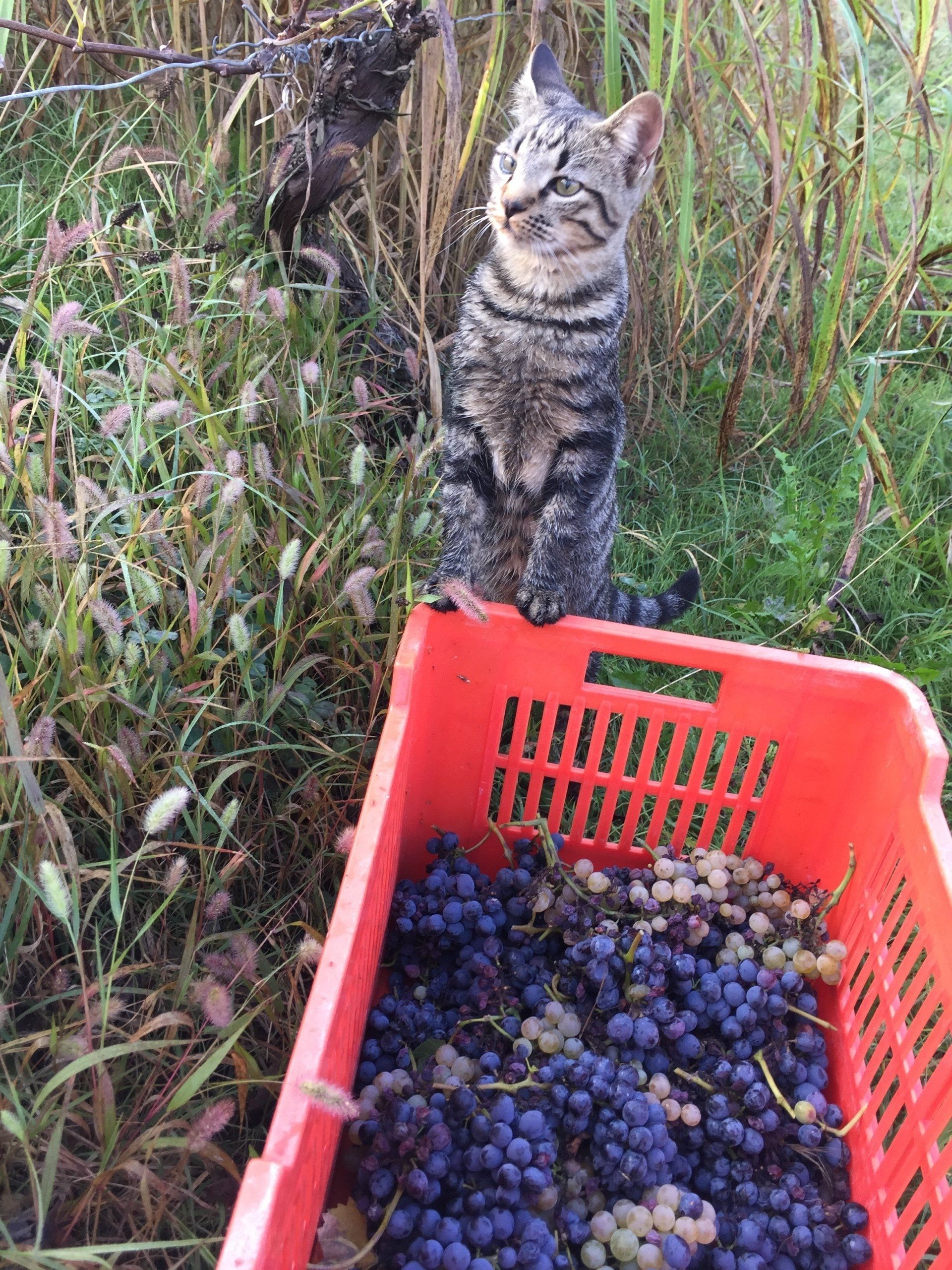 Tierische Erntehelfer