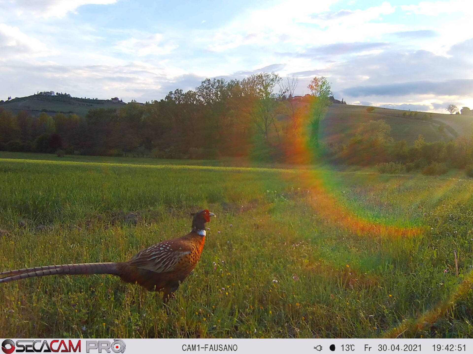 Fasan auf der Casetta Fausano