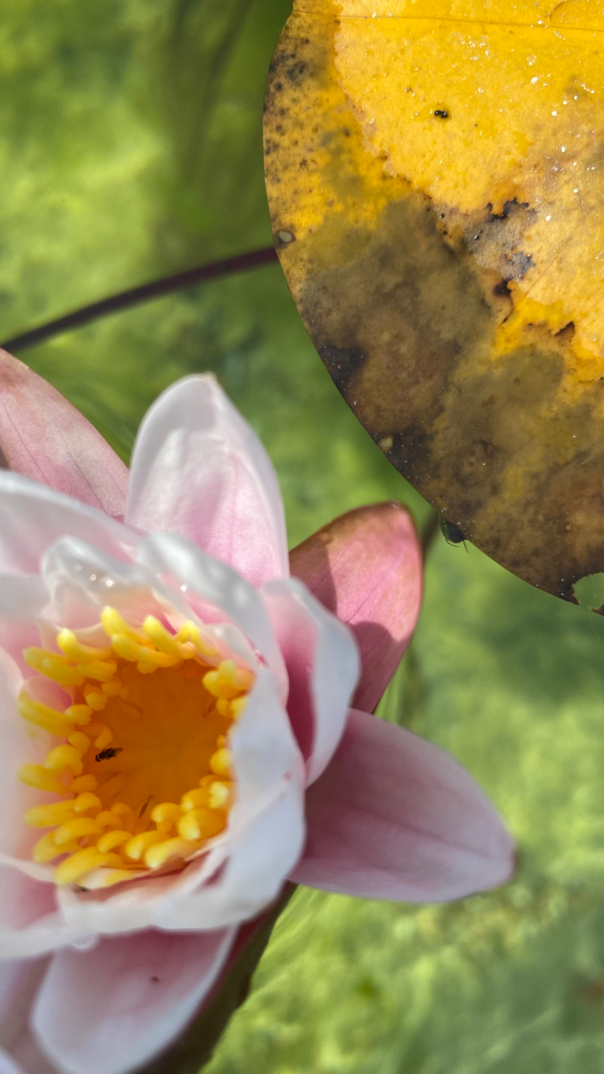 Flora und Fauna rund um das Ferienhaus im Piemont