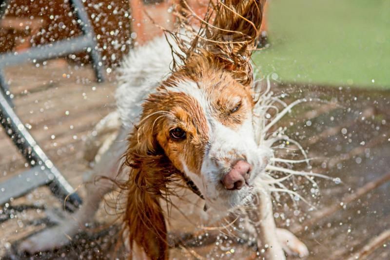 canesi rinfresca con acqua