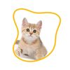 gatto pelo lungo