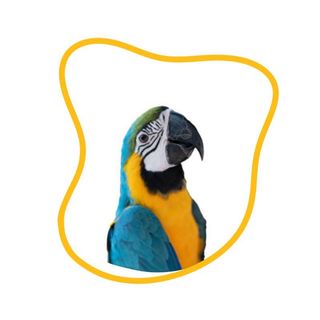 pappagallo azzurro e giallo