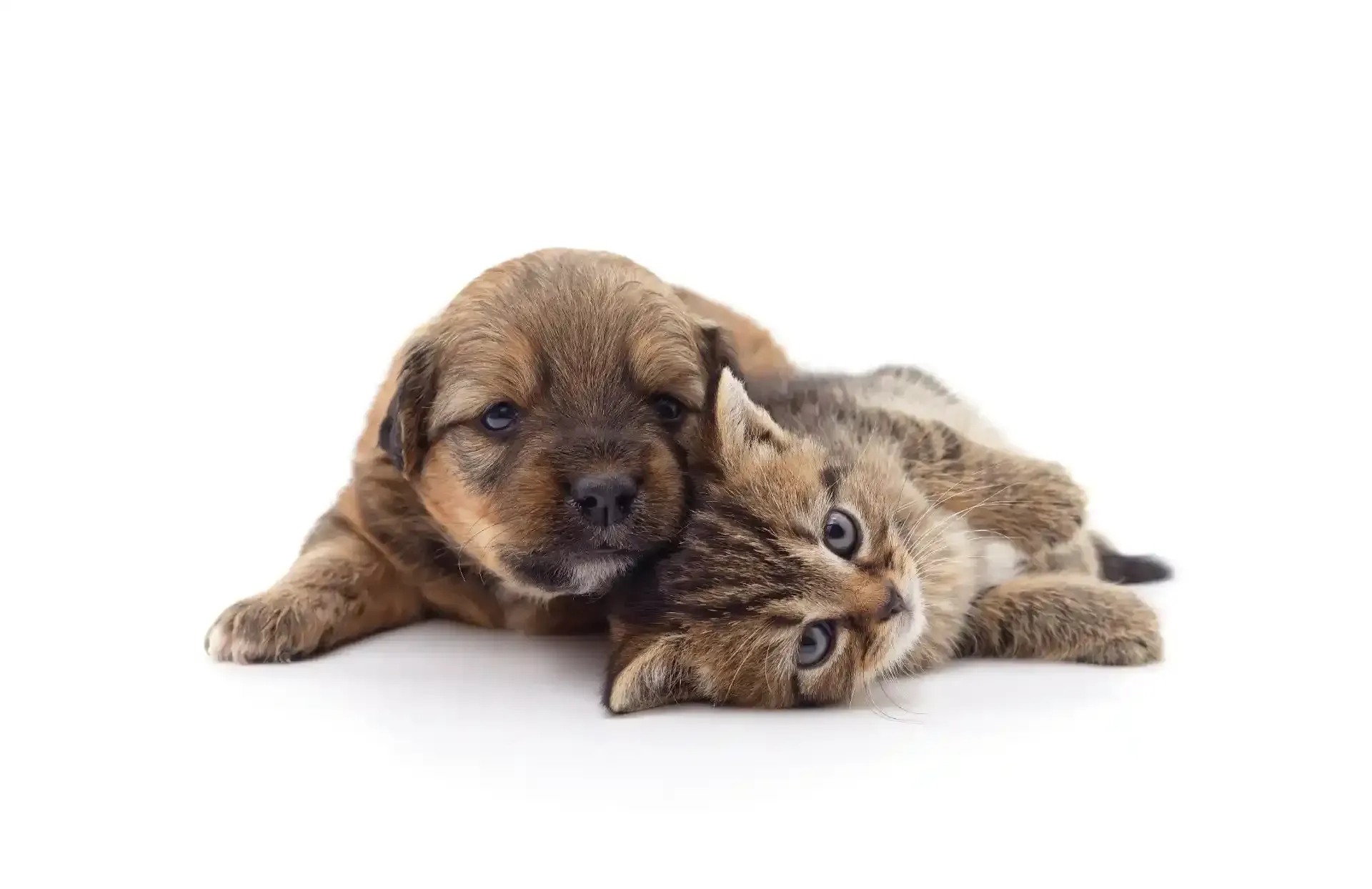 cucciolo di cane e cucciolo di gatto