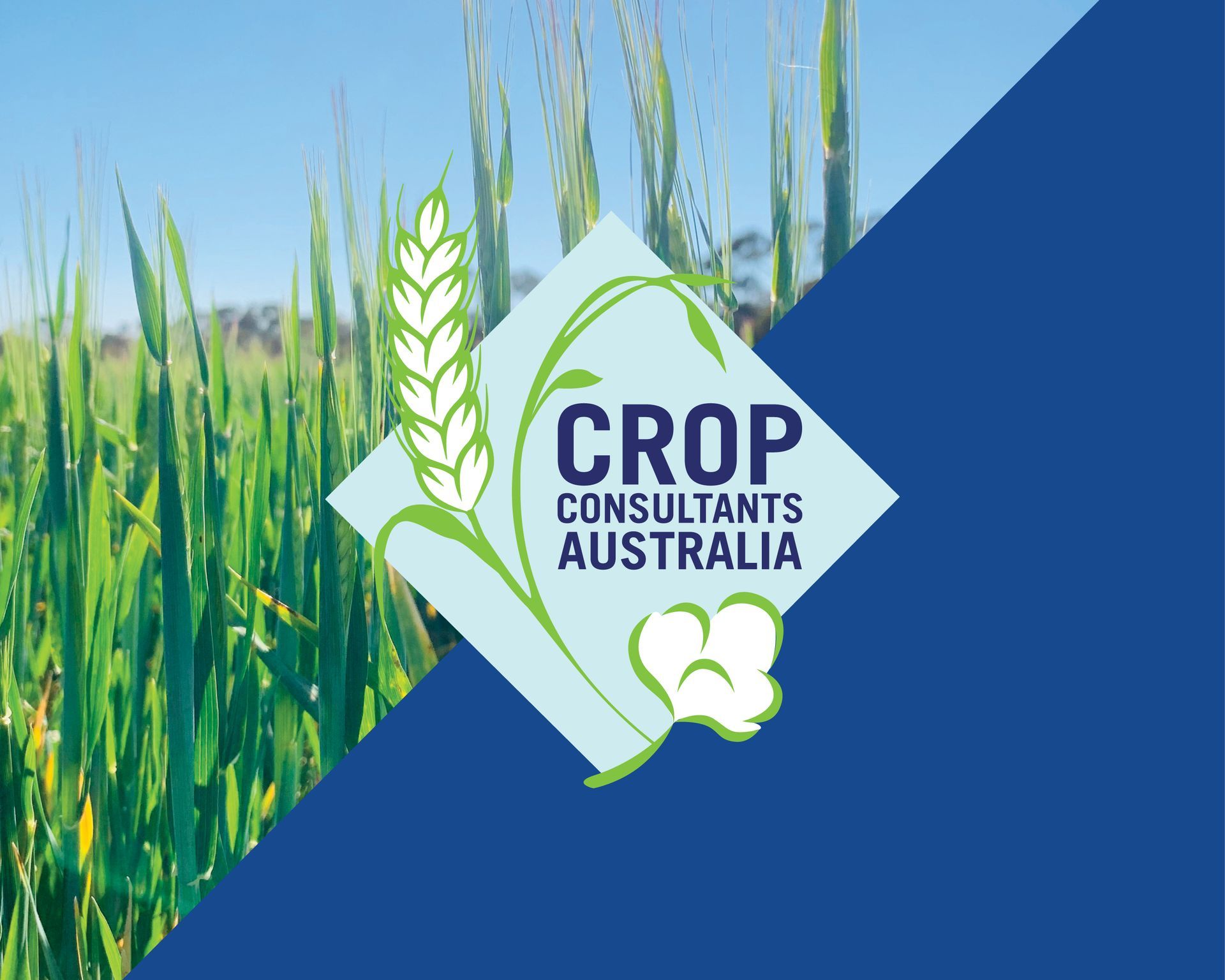 A logo for crop consultants australia with a field of wheat in the background.