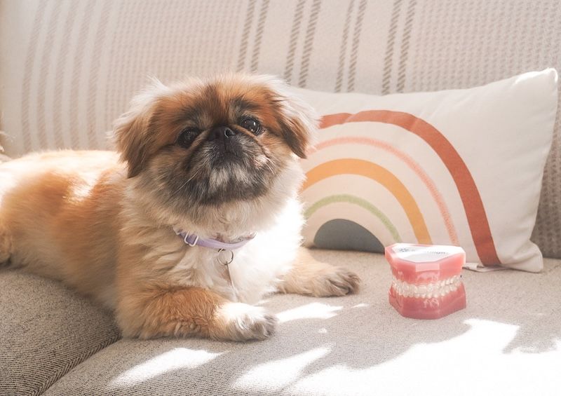 A fluffy, tan dog wearing a purple collar, lying beside a tooth model on a couch with a rainbow pillow.