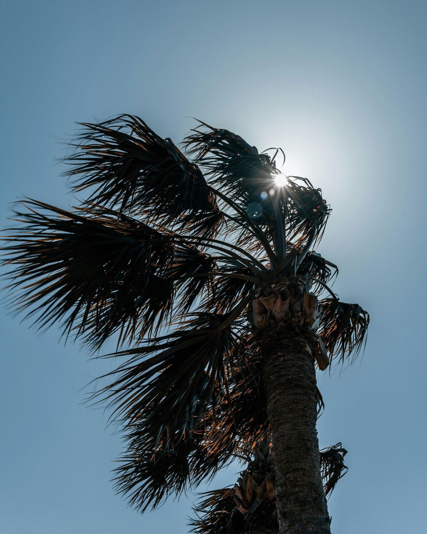 Palm tree against a bright blue sky, sun shining through the leaves.