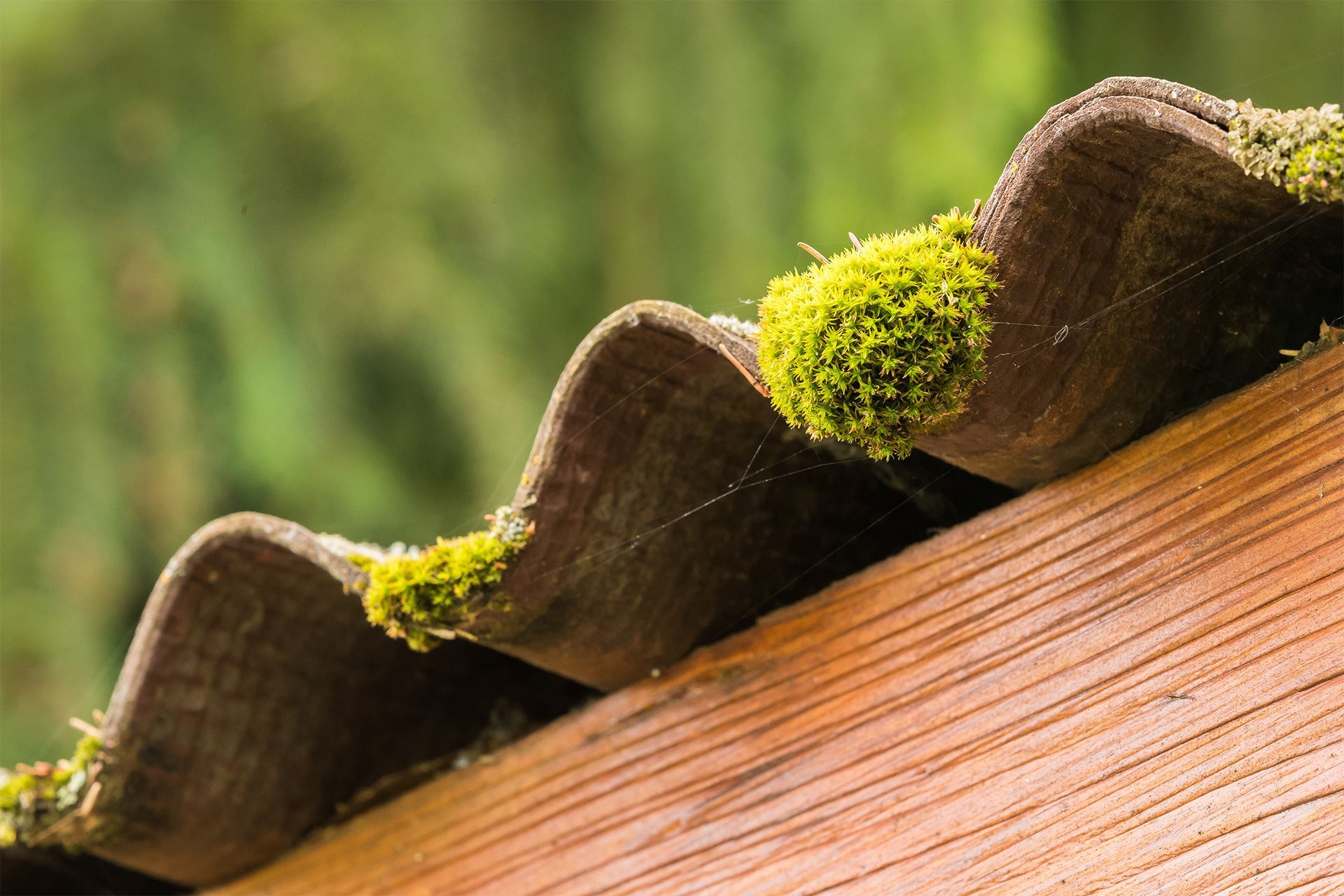 How to Remove Moss From Your Roof: A Homeowner’s Guide