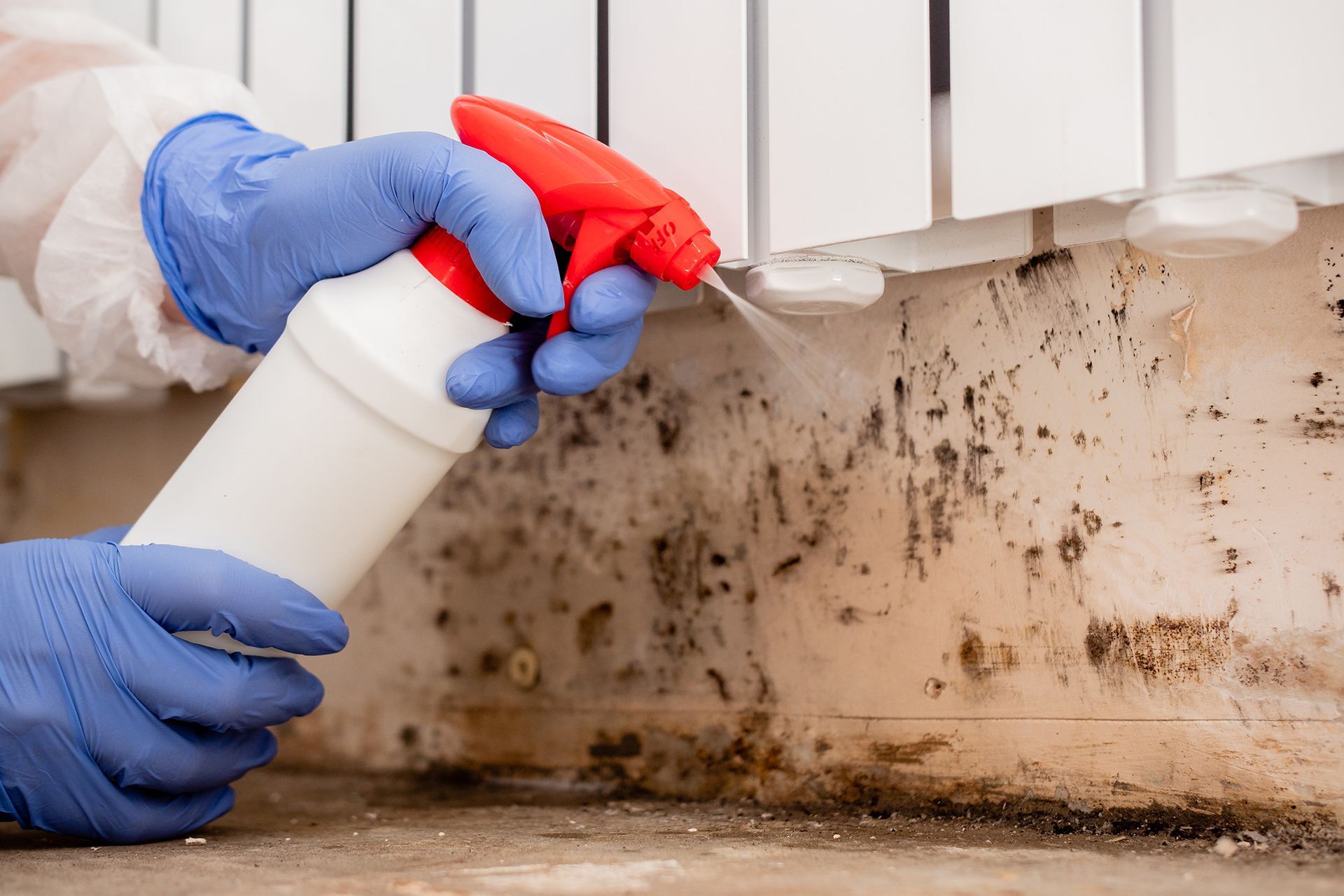 A person is spraying mold on a wall with a spray bottle.