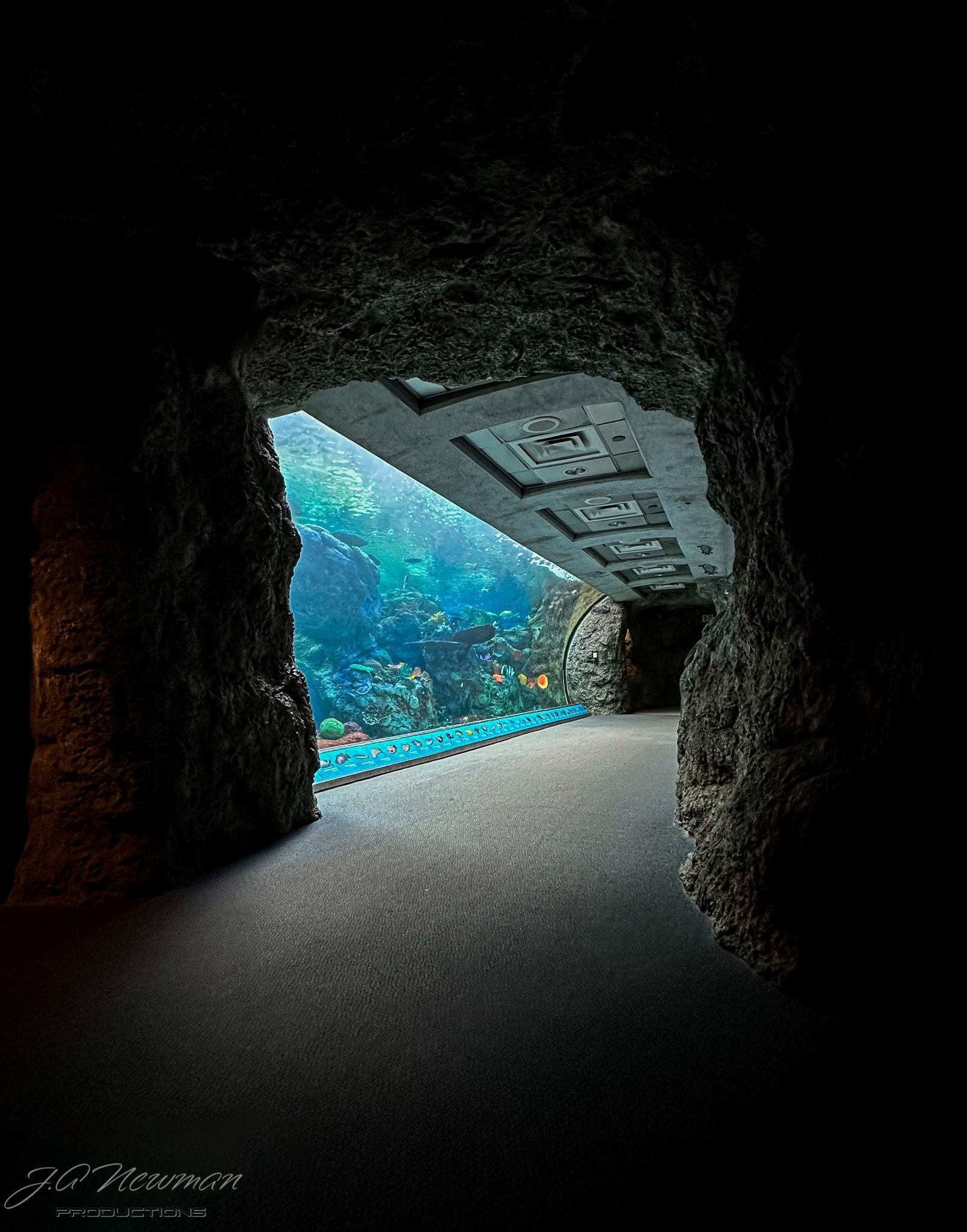 Tunnel entrance to a large aquarium viewing area, dark stone walls frame the view of vibrant marine life.