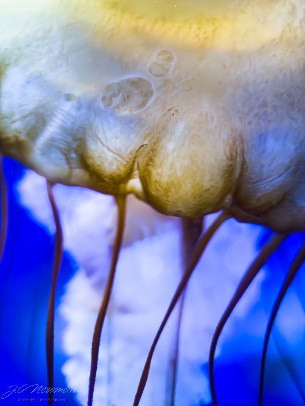 Close-up of a jellyfish, with a translucent body and long tentacles, against a blue background.