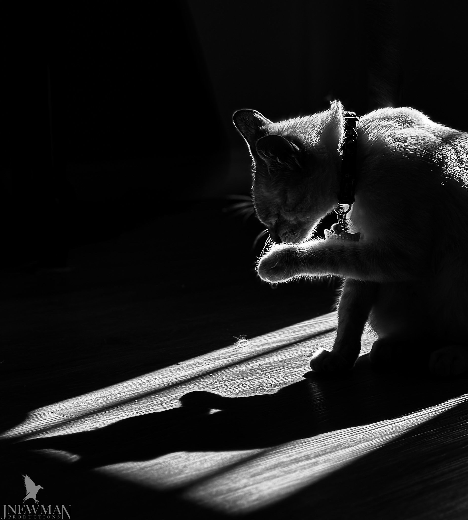 A cat grooms itself in a beam of light, its silhouette defined against a dark background.